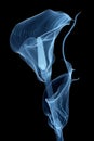 An x-ray style image of a white calla lily flower with a black background Royalty Free Stock Photo