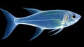 x ray tetra fish (pristella tetra). Pristella maxillaris Albino, Pristella tetra. AI Generative