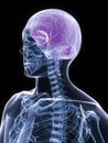 X-ray torso and head Royalty Free Stock Photo