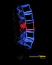X-ray transparent spine, medical concept. 3D illustration