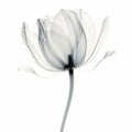 X-ray Tulip: 3d Illustration Of White Stemmed Flower On White Background
