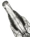 X-ray of the upper jaw of a horse, dorso-ventral view, seen from above