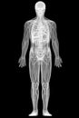 X-ray view of full human body