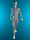X ray of walking human body and skeleton