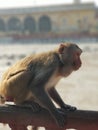 & x28;Rheus macaque& x29; monkey throat full of food