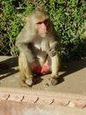 & x28;Rheus macaque& x29; monkey eating food