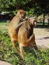 & x28;Rheus macaque& x29; back view of monkey and Thier tails