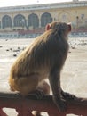 & x28;Rheus macaque& x29; cute monkey sitting
