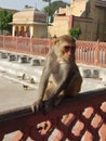 & x28;Rheus macaque& x29; cute monkey sitting