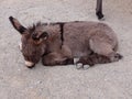 It& x27;s A Baby Donkey Small town Life Royalty Free Stock Photo