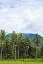 It's a beautiful mountain with coconut trees and green grass