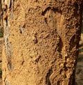 A termite nest is also known as aÂ termitary or termitariumÂ (plural termitaria or termitariums).