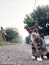 Indonesian cat kitten smile Royalty Free Stock Photo