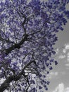 It's the colour of the jacaranda that just brightens everything up Royalty Free Stock Photo