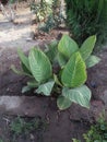 CANNA PRETORIA AMAZING MULTICOLOR FOLIAGE BENGAL TIGER CANNA Royalty Free Stock Photo