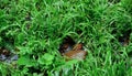 It's raining. Wet grass and stones. Drops.