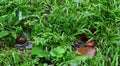 It's raining. Wet grass and stones. Drops.