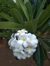 It& x27;s spring time for frangipani flowers