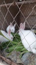 white rabbits eating