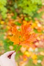 It& x27;s a very nice detail in nature. Hand with big orange leaf with a heart-shaped hole on it up close. Autumn