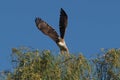 That's Why- redtailed hawk- Royalty Free Stock Photo