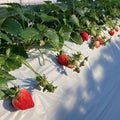 & x22;Strawberry Garden: Enchanting Beauty of the Plants.& x22;