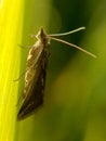& x22;A striking moth & x28;likely Crambidae& x29; clings to a blade of grass Royalty Free Stock Photo