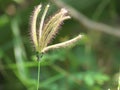 (Swallen Fingergrass, Finger grass) finger grass swaying gently blurred. Royalty Free Stock Photo