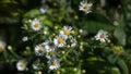 16x9 Tiny White Wildflowers and Green Leaves