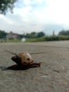 & x22;Trekking Through Tranquility: A Snail& x27;s Journey Amidst Green Meadows& x22;