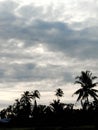 & x29;1. Tropical Palm Tree Silhouette Under a Cloudy Morning Sky Royalty Free Stock Photo