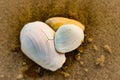 two shells on the sand of a beach with the words,'shells in the