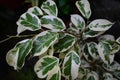 A & x22;Variegated Ficus Benjamina& x22; houseplant with background to show it& x27;s colours.