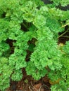 & x22;Verdant Parsley Oasis: A Herbaceous Delight& x22;