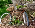Rusty old bicycle leaning against a tree, basket planted with flowers Royalty Free Stock Photo