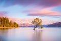 "That Wanaka Tree" at sunrise | Wanaka, New Zealand Royalty Free Stock Photo