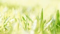 & x22;Whispers of Green: A Soft-Focused Nature Canvas& x22; Royalty Free Stock Photo