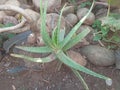 Wonders of Nature: Capturing the Allure of Aloe Vera in One Click