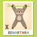 X is for Xenarthra. Letter X. Xenarthra, cute illustration. Animal alphabet. Royalty Free Stock Photo