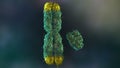 X and Y Chromosomes with Telomeres 3D Render