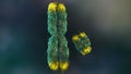 X and Y Chromosomes with Telomeres for genetic research and aging