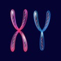 X and Y Chromosomes.