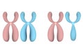 X and Y chromosomes on white background Royalty Free Stock Photo