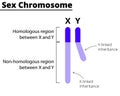 X and Y chromosomes on a white background. Royalty Free Stock Photo