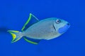 Xanthichthys auromarginatus Gilded triggerfish