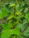 Siberian Cocklebur