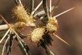 Xanthium spinosum spiny cocklebur prickly burweed and Bathurst burr weed that grows easily on uncultivated land extending very Royalty Free Stock Photo