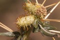 Xanthium spinosum spiny cocklebur prickly burweed and Bathurst burr weed that grows easily on uncultivated land extending very Royalty Free Stock Photo