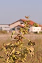 Xanthium spinosum