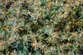 Xanthium spinosum yellow